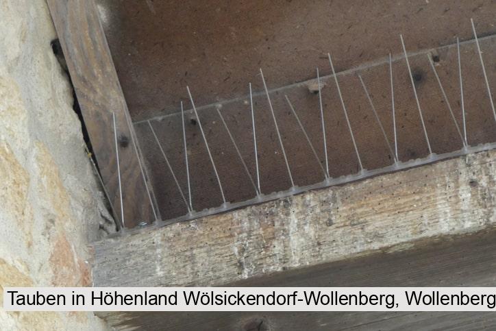 Tauben in Höhenland Wölsickendorf-Wollenberg, Wollenberg